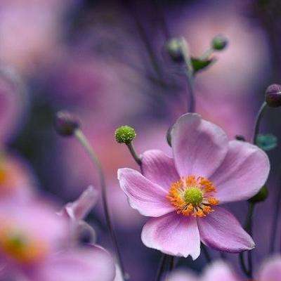 2023澳门资料大全正版手机app下载