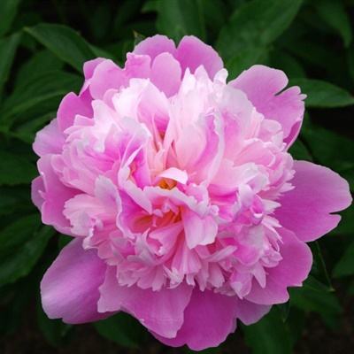 半岛棋牌游戏手机app下载